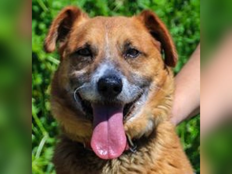 Kali, Mix Dackel / Pinscher, lieb und verträglich