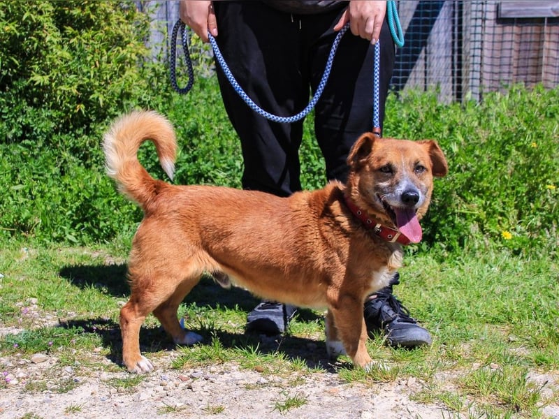 Kali, Mix Dackel / Pinscher, lieb und verträglich