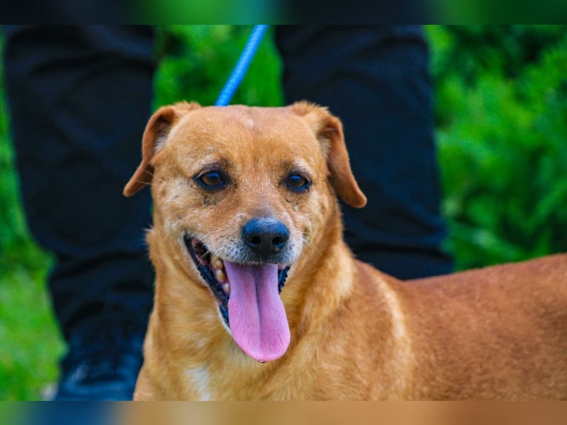 Albu, Mix Dackel / Pinscher, lieb und verträglich