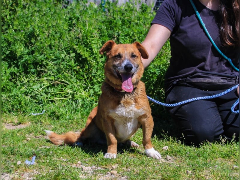Kali, Mix Dackel / Pinscher, lieb und verträglich