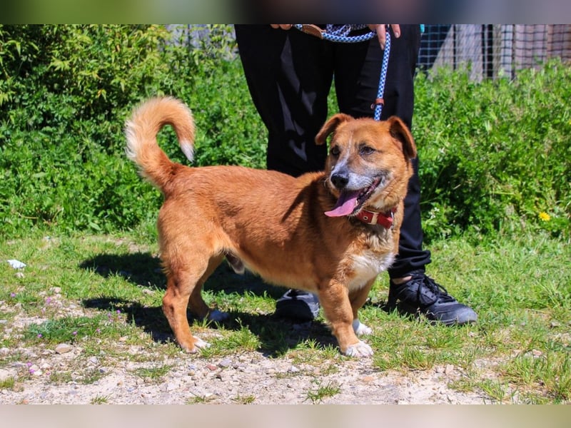 Kali, Mix Dackel / Pinscher, lieb und verträglich