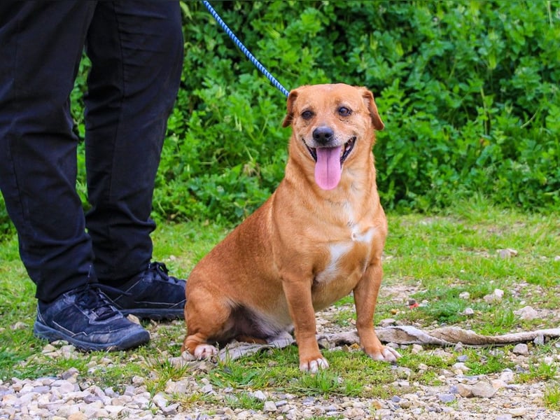 Albu, Mix Dackel / Pinscher, lieb und verträglich