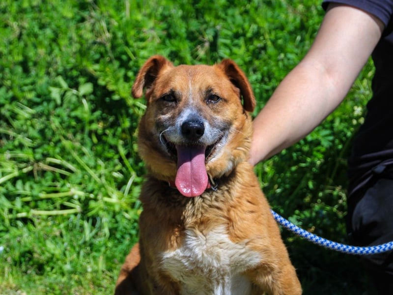 Kali, Mix Dackel / Pinscher, lieb und verträglich