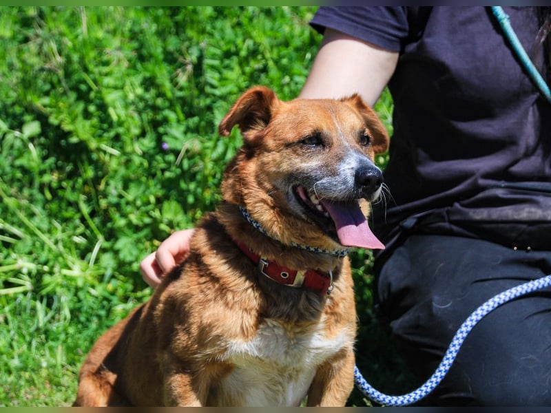 Kali, Mix Dackel / Pinscher, lieb und verträglich