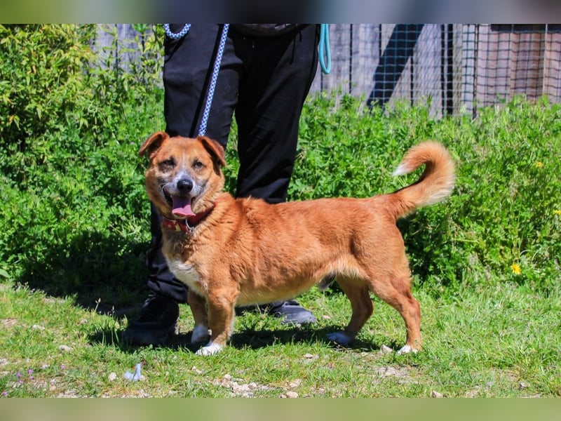 Kali, Mix Dackel / Pinscher, lieb und verträglich