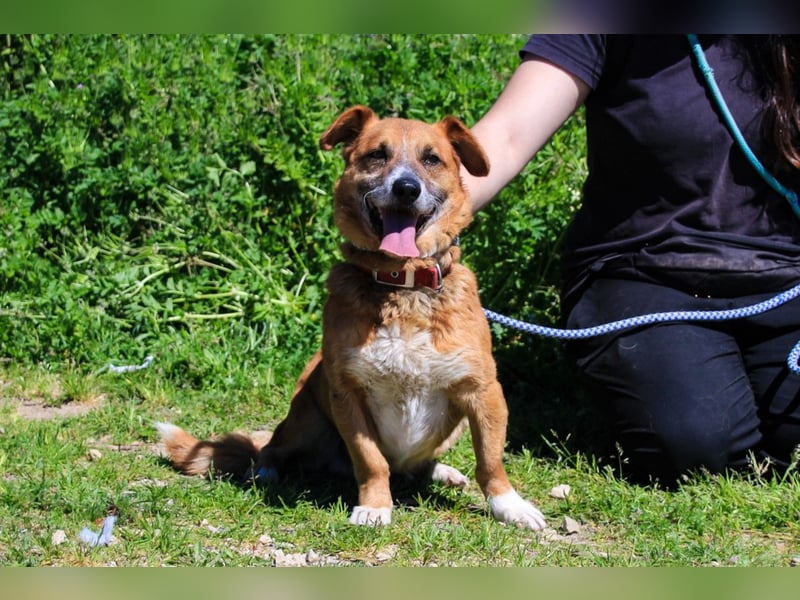 Kali, Mix Dackel / Pinscher, lieb und verträglich
