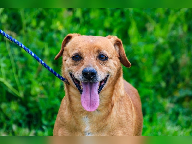 Albu, Mix Dackel / Pinscher, lieb und verträglich