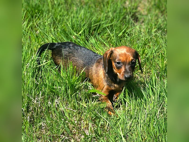 Wunderschöne Dackel Welpen