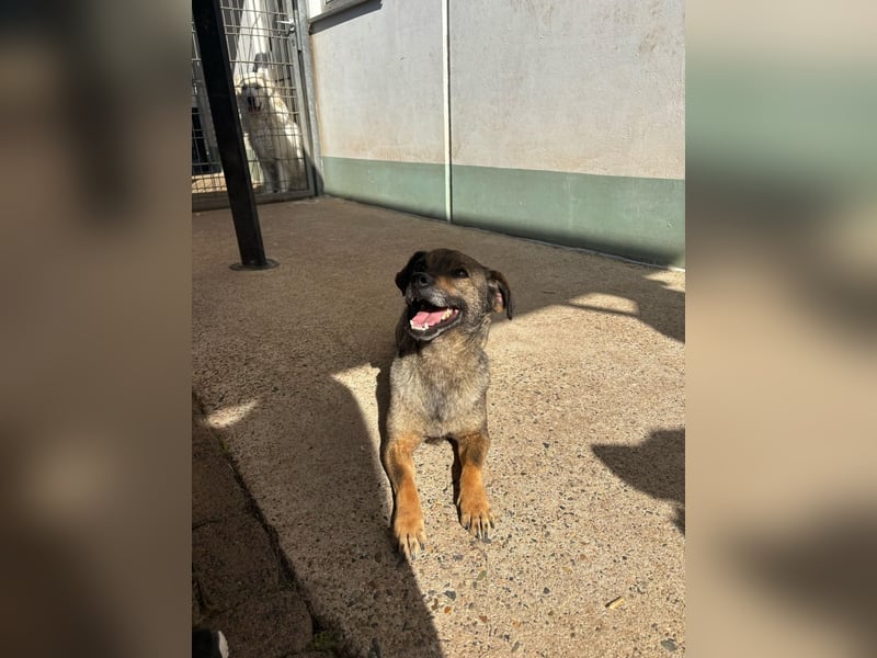 Dobby – ein fröhlicher Herzenshund sucht sein Für-Immer-Zuhause