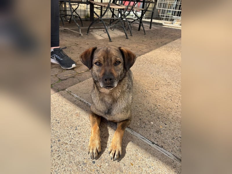 Dobby – ein fröhlicher Herzenshund sucht sein Für-Immer-Zuhause