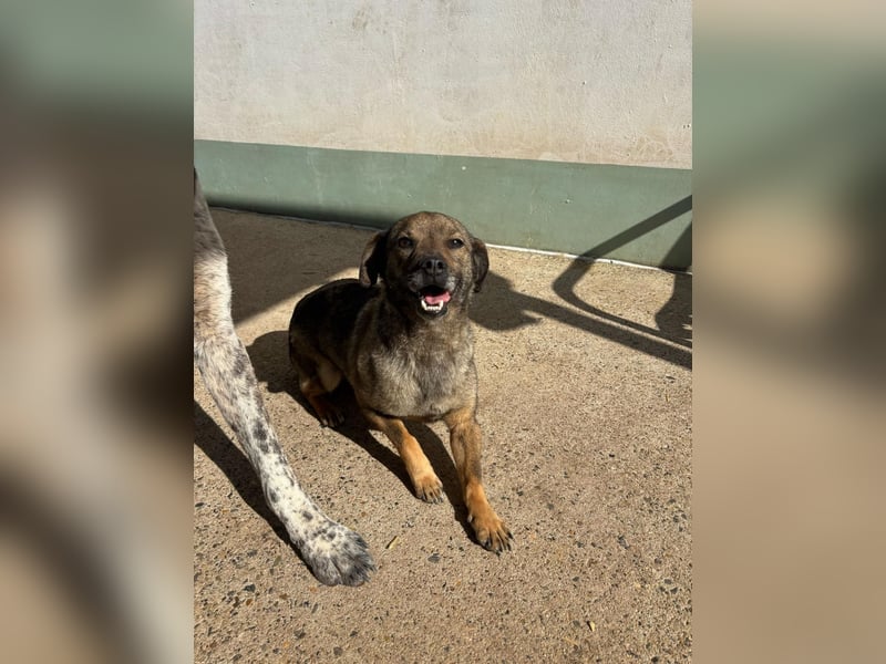 Dobby – ein fröhlicher Herzenshund sucht sein Für-Immer-Zuhause