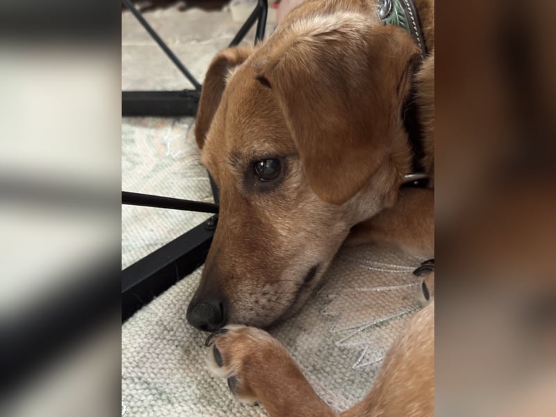 Dackel-Jack Russell Mix „Balu“ sucht liebevolles neues Zuhause