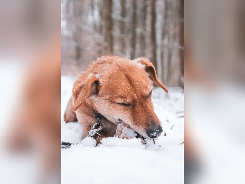 Dackel-Jack Russell Mix „Balu“ sucht liebevolles neues Zuhause