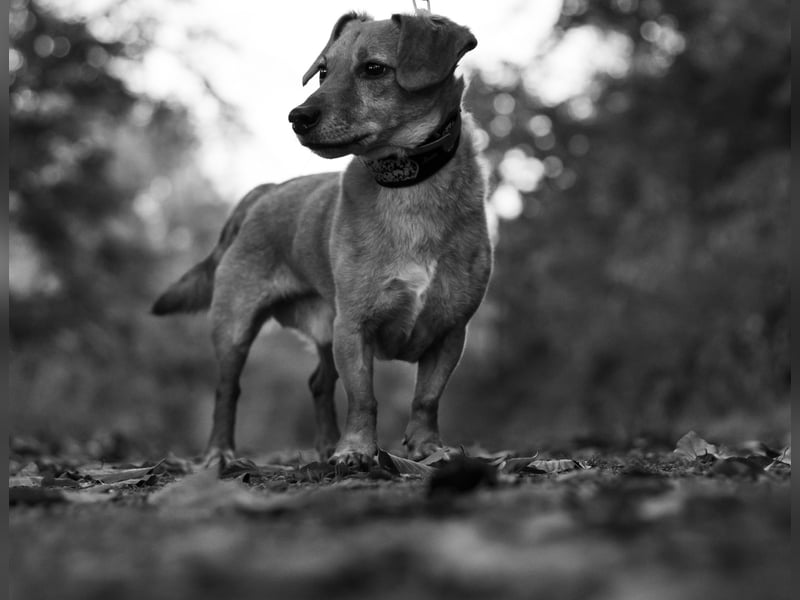 Dackel-Jack Russell Mix „Balu“ sucht liebevolles neues Zuhause