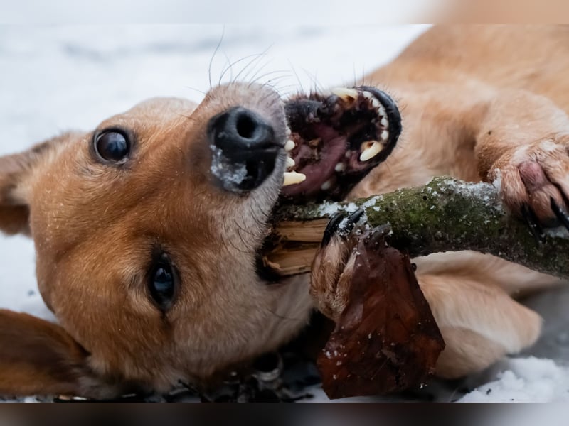 Dackel-Jack Russell Mix „Balu“ sucht liebevolles neues Zuhause