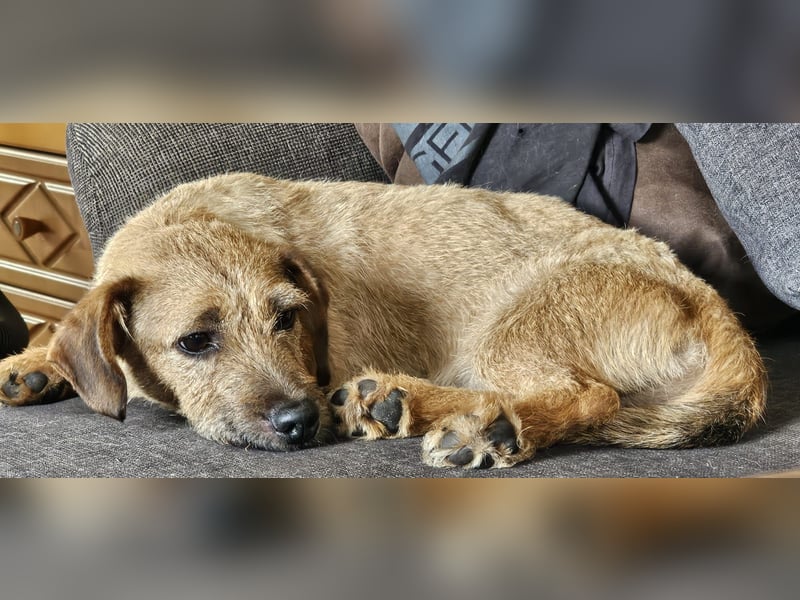 Süßer Dackel-Mix freut sich auf Deinen Besuch