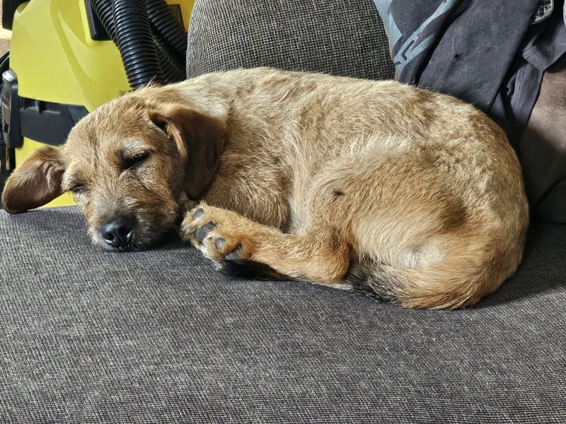 Süßer Dackel-Mix freut sich auf Deinen Besuch