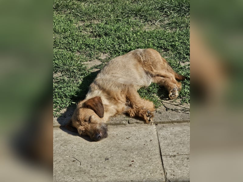 Süßer Dackel-Mix freut sich auf Deinen Besuch