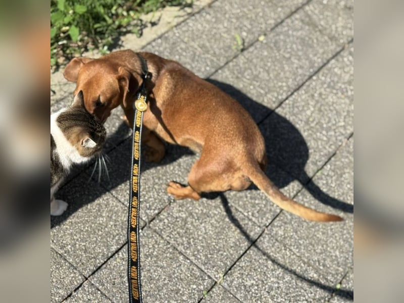 Snoop möchte geliebt werden