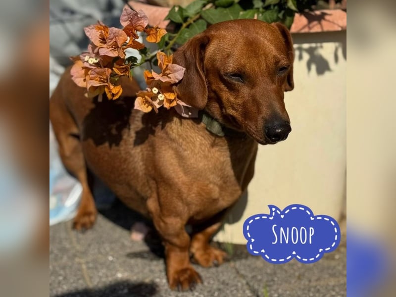 Snoop möchte geliebt werden