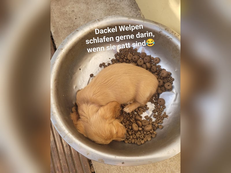 2 Dackel Welpen Rüden  cream gold 1 black tan suchen ihr Körbchen mit viel Streicheleinheiten