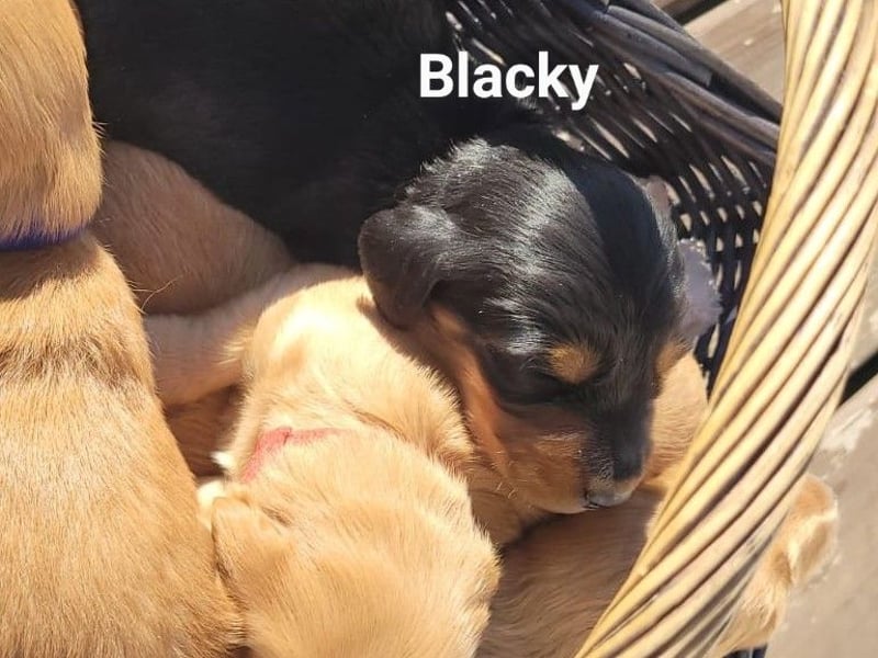 2 Dackel Welpen Rüden  cream gold 1 black tan suchen ihr Körbchen mit viel Streicheleinheiten