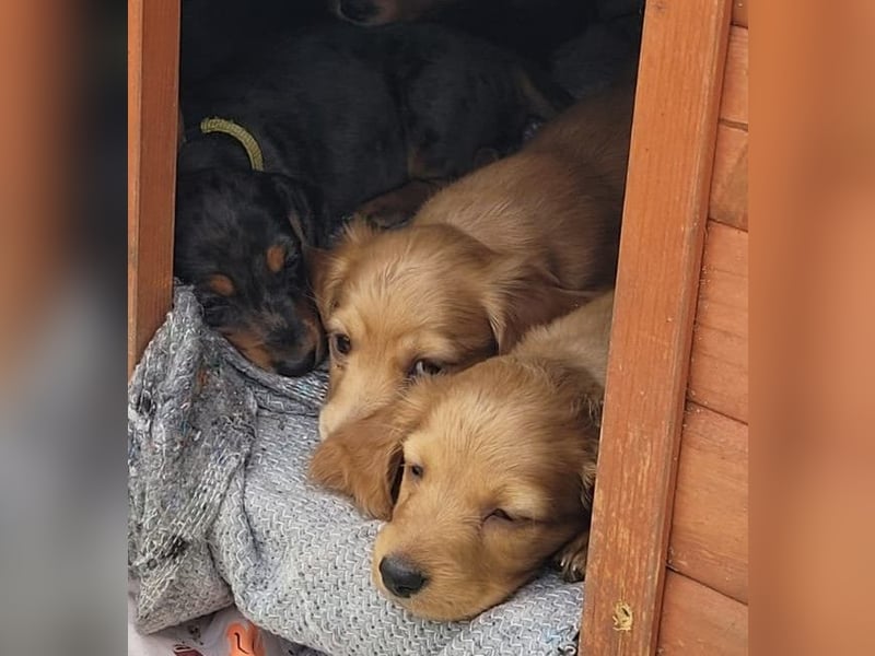 2 Dackel Welpen Rüden  cream gold 1 black tan suchen ihr Körbchen mit viel Streicheleinheiten