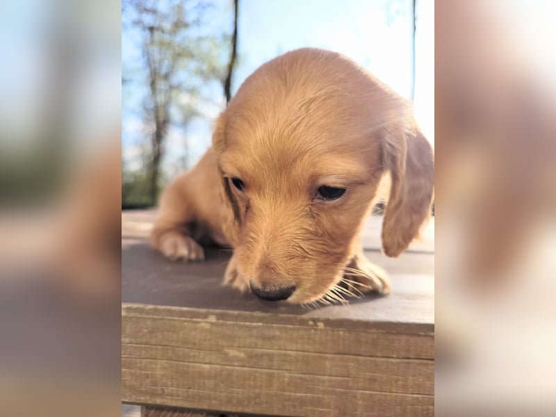 2 Dackel Welpen Rüden  cream gold 1 black tan suchen ihr Körbchen mit viel Streicheleinheiten