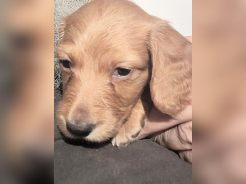2 Dackel Welpen Rüden  cream gold 1 black tan suchen ihr Körbchen mit viel Streicheleinheiten