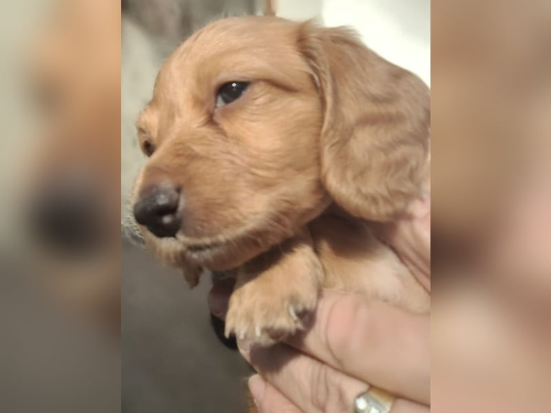 2 Dackel Welpen Rüden  cream gold 1 black tan suchen ihr Körbchen mit viel Streicheleinheiten