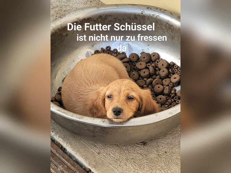 2 Dackel Welpen Rüden  cream gold 1 black tan suchen ihr Körbchen mit viel Streicheleinheiten