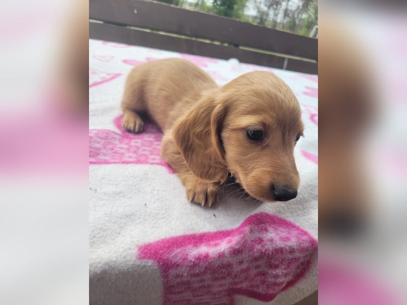 2 Dackel Welpen Rüden  cream gold 1 black tan suchen ihr Körbchen mit viel Streicheleinheiten