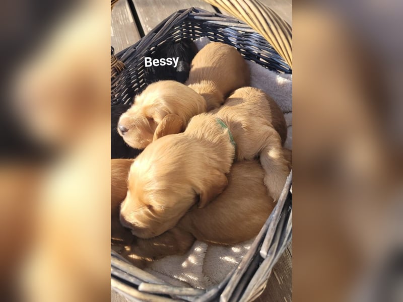 2 Dackel Welpen Rüden  cream gold 1 black tan suchen ihr Körbchen mit viel Streicheleinheiten