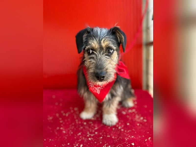 Charlie, Dackel-Mix, Rüde, geb. 20.08.2024, ca. 29 cm