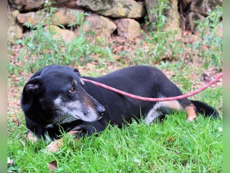Fonzy- Unikat sucht ebensolches - und Liebe!