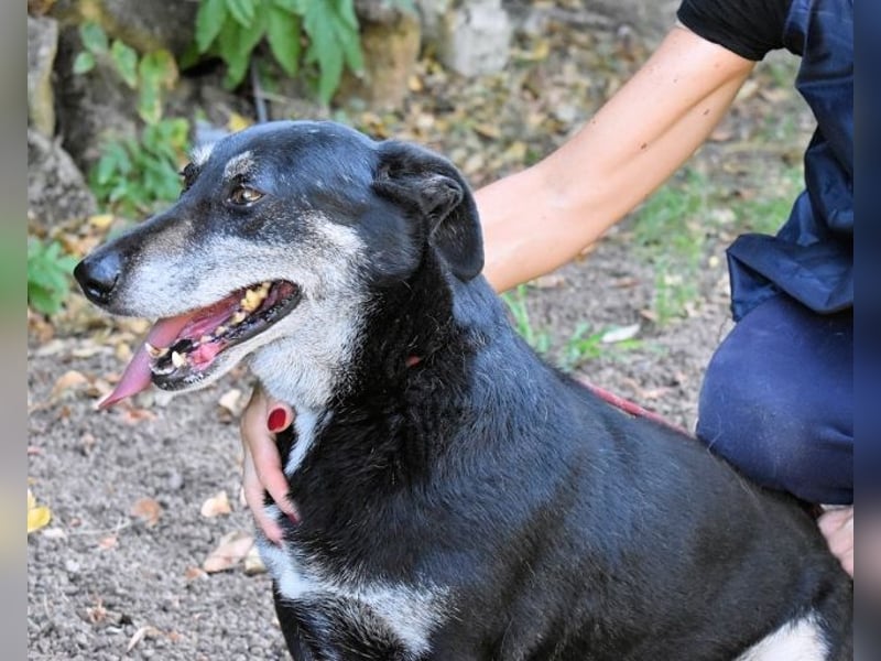 Fonzy- Unikat sucht ebensolches - und Liebe!