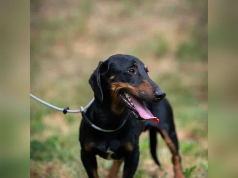 Kiefer