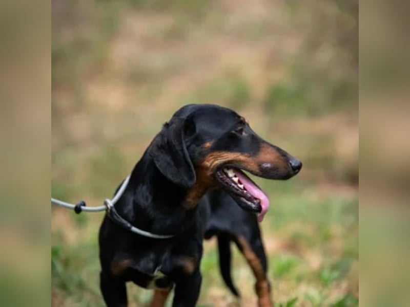 Kiefer