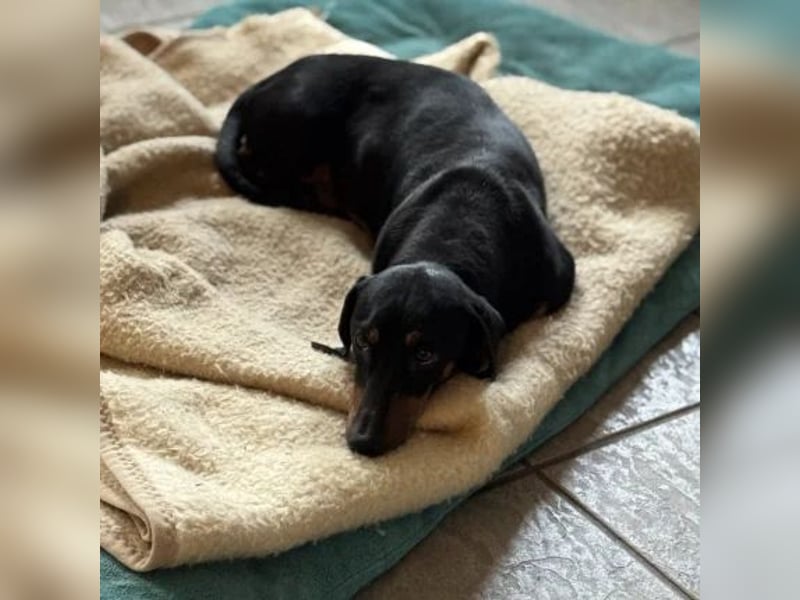 Mojo