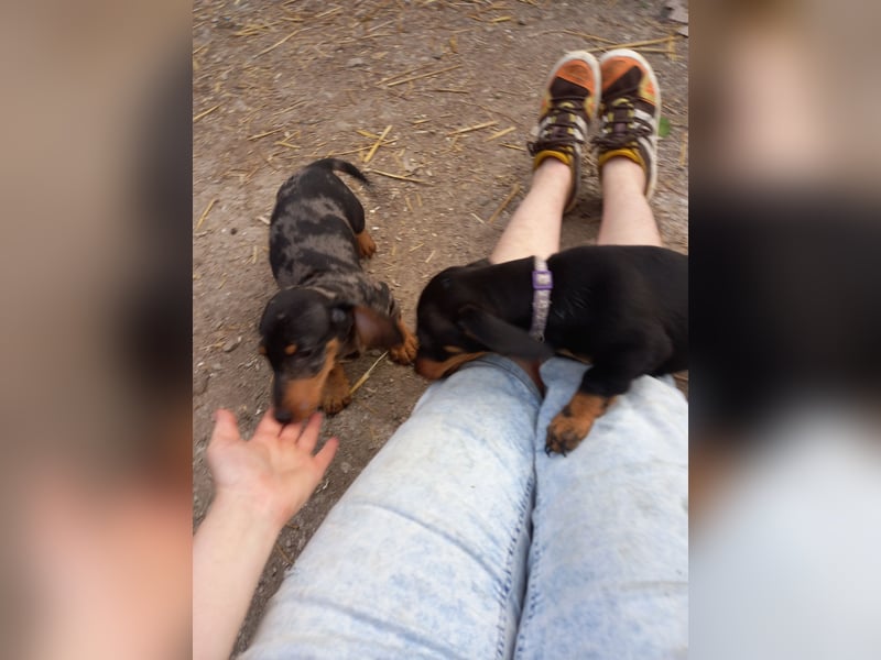 Kleine bunte Dackelwelpen suchen einen Platz in deiner Familie