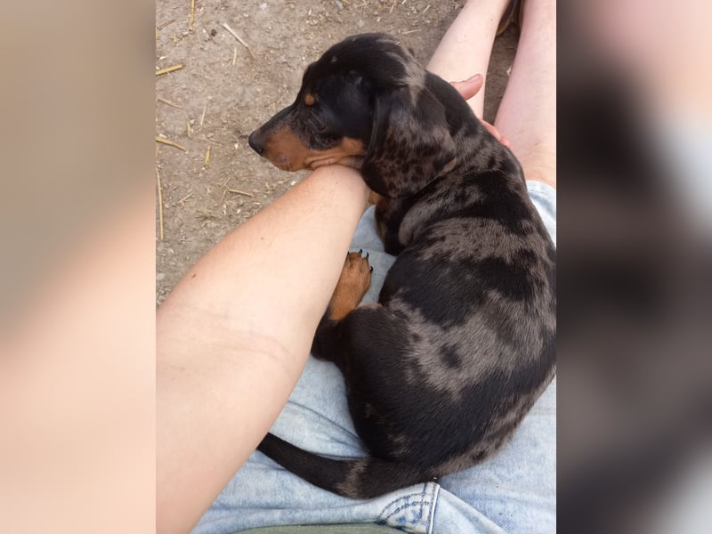 Kleine bunte Dackelwelpen suchen einen Platz in deiner Familie