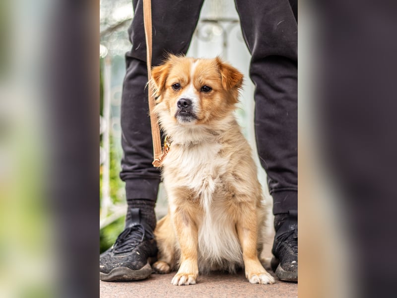 Fridolin, witziges Herzchen, 1 Jahr, 10kg, 32cm *in 76316 Malsch*