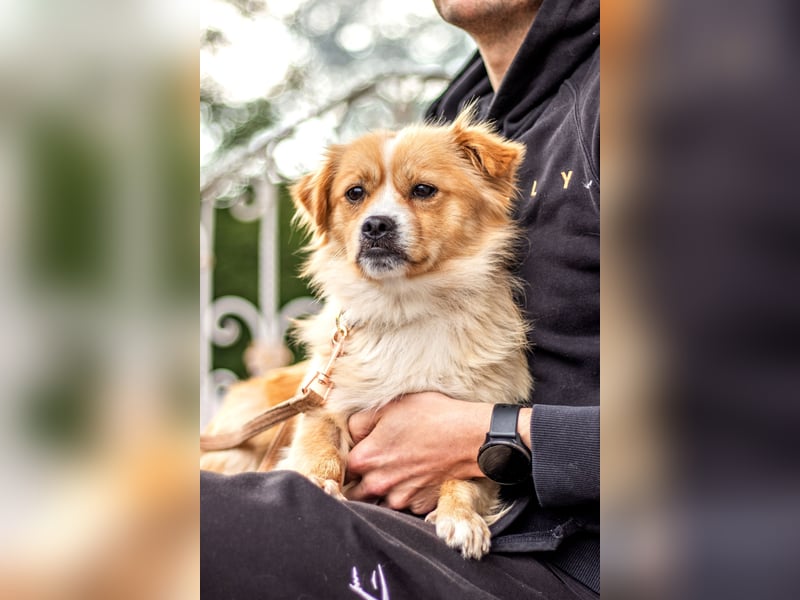 Fridolin, witziges Herzchen, 1 Jahr, 10kg, 32cm *in 76316 Malsch*