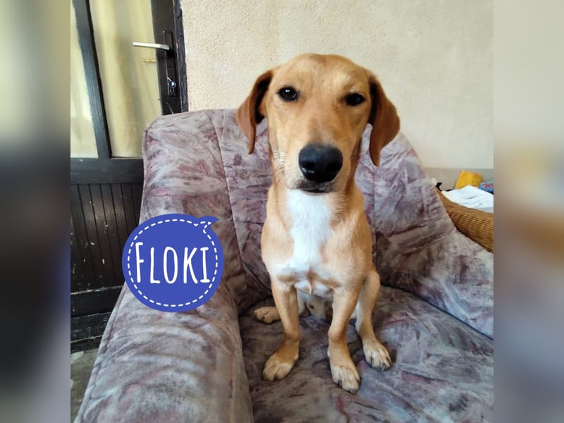 Floki ein kleiner Schatz