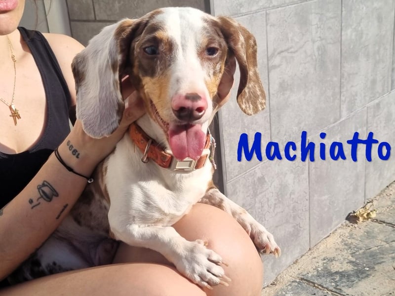 Machiatto 06/2021 (ESP) - verspielter, ausgeglichener und sozialer Dackel!