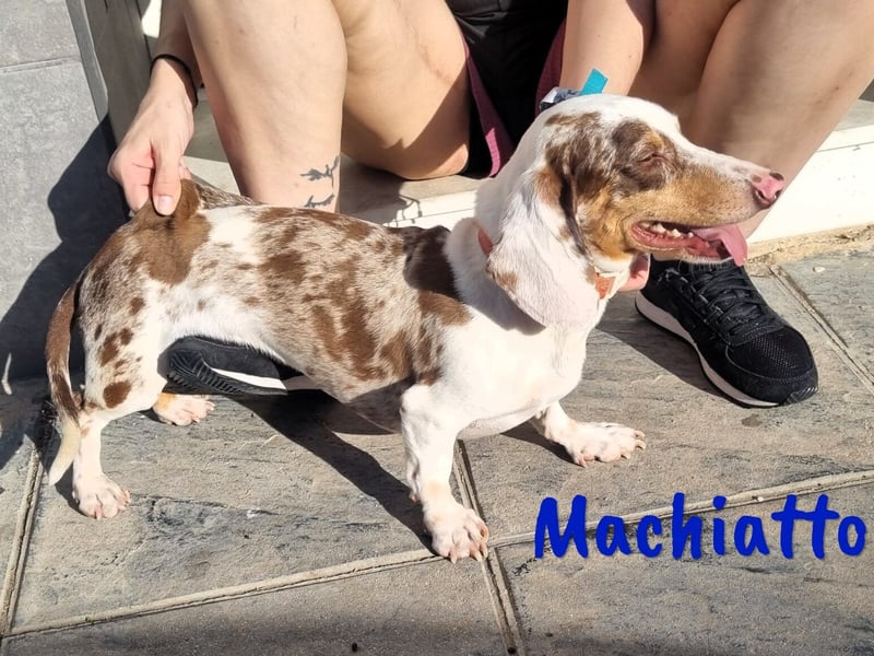 Machiatto 06/2021 (ESP) - verspielter, ausgeglichener und sozialer Dackel!