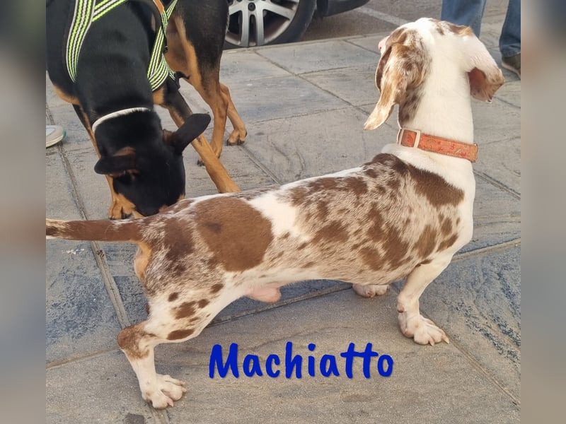 Machiatto 06/2021 (ESP) - verspielter, ausgeglichener und sozialer Dackel!
