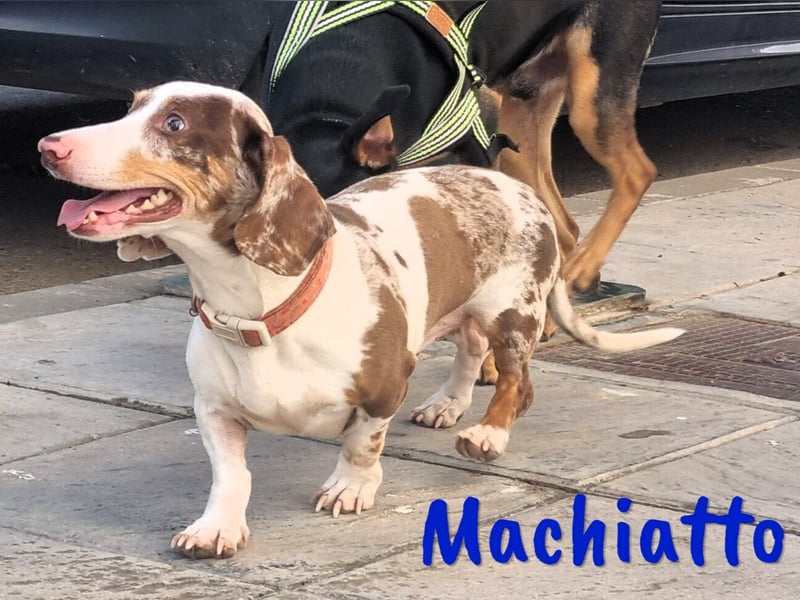 Machiatto 06/2021 (ESP) - verspielter, ausgeglichener und sozialer Dackel!