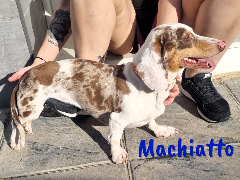 Machiatto 06/2021 (ESP) - verspielter, ausgeglichener und sozialer Dackel!