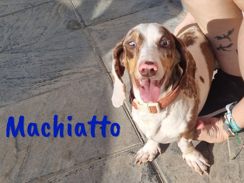 Machiatto 06/2021 (ESP) - verspielter, ausgeglichener und sozialer Dackel!